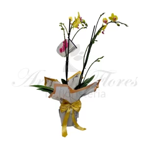 Orquidea